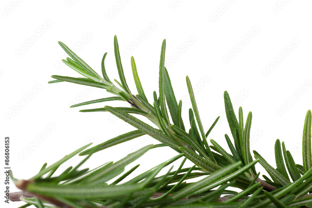 Fototapeta premium rosemary isolated on white background
