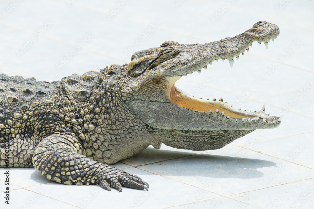 Fototapeta premium Alligator