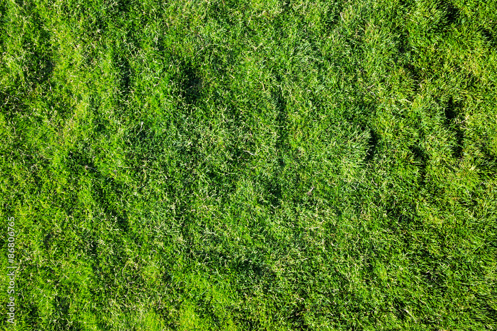 grass texture grass texture