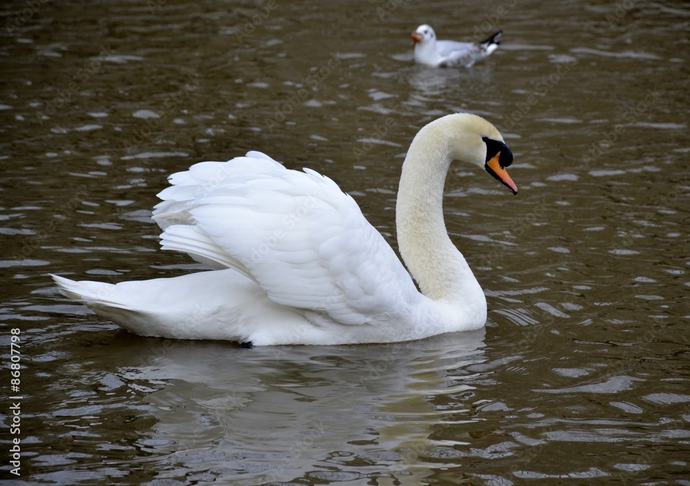 Wild swan and water reflections Wild swan and water reflections