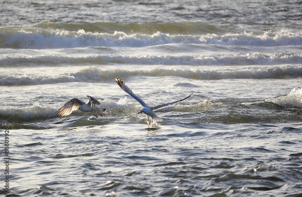 Seagull catching starfish. 
North Sea, the Netherlands.
