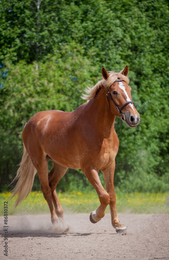 Red horse running to the green meadow