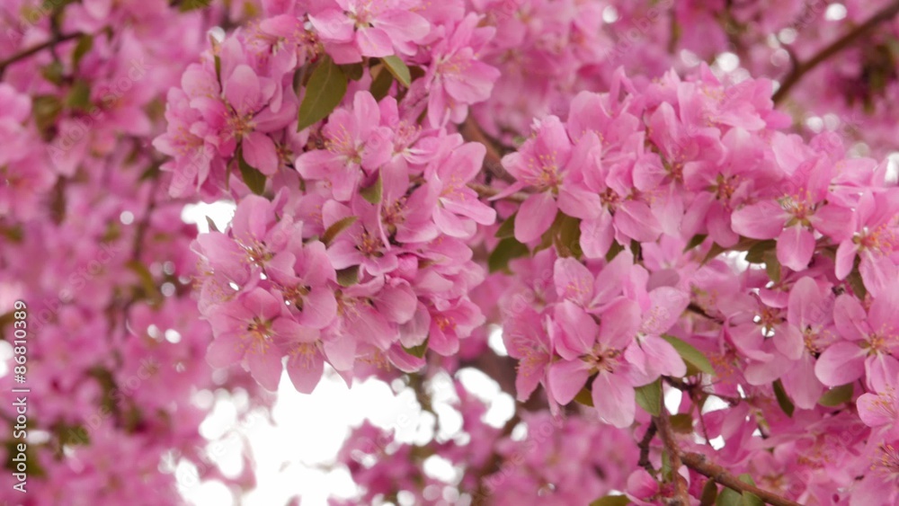 Beautiful blossoms blowing in wind dolly shot Beautiful blossoms blowing in wind dolly shot