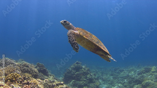 Hawksbill turtle swims over a Coral reef. 4k footage