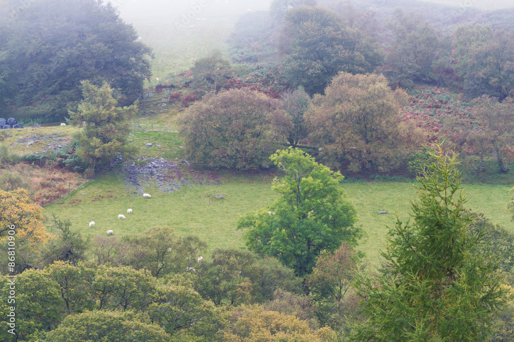 Autumn Fall scene, mist grass and Trees, Wales, United Kingdom.