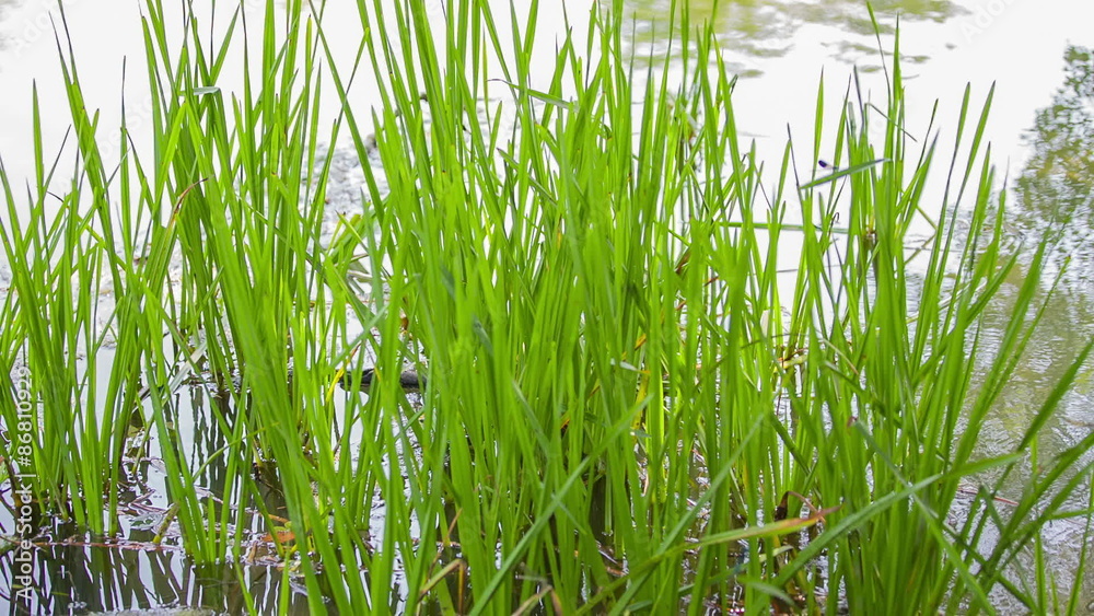 Small Dragonflys on River Grass Small Dragonflys on River Grass