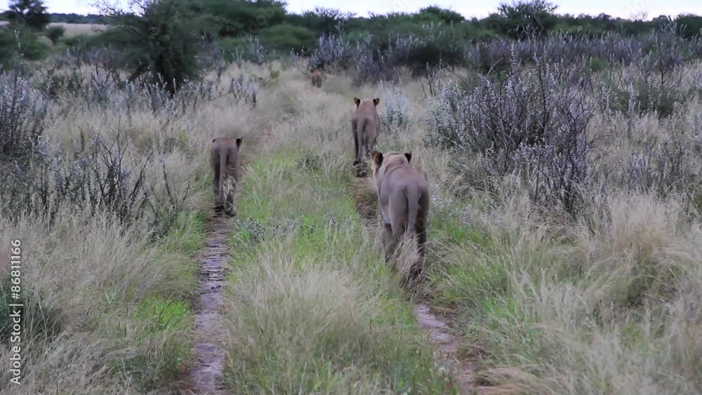 Lions walking through grass Lions walking through grass