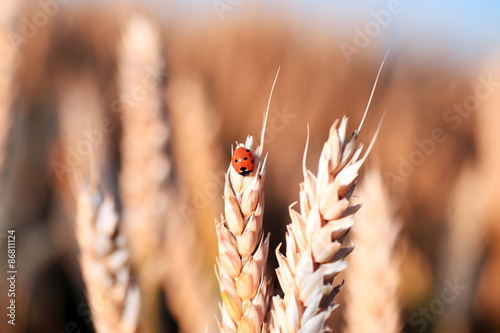 Золотое поле пшеницы с божьей коровкой