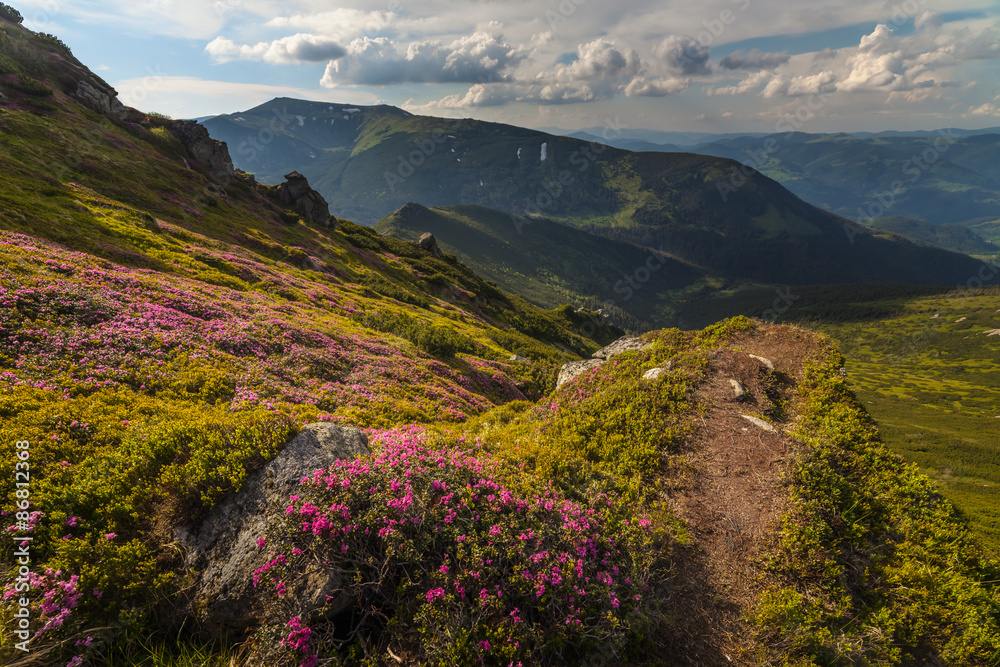 Magic pink rhododendron flowers in the mountains