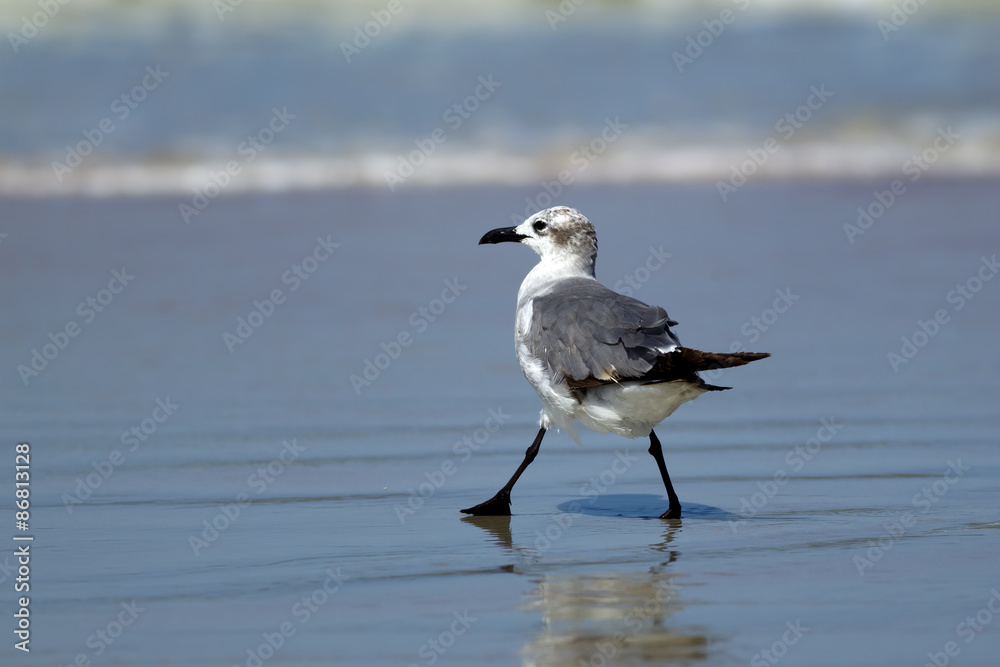 Laughing gull taking a step.