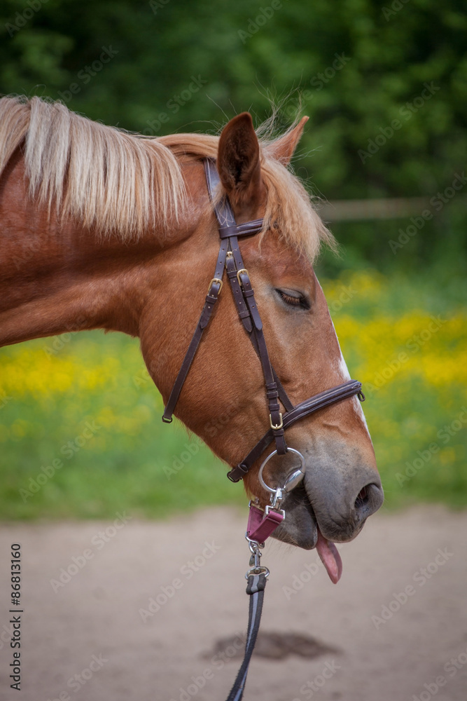 Obraz premium Red horse running to the green meadow