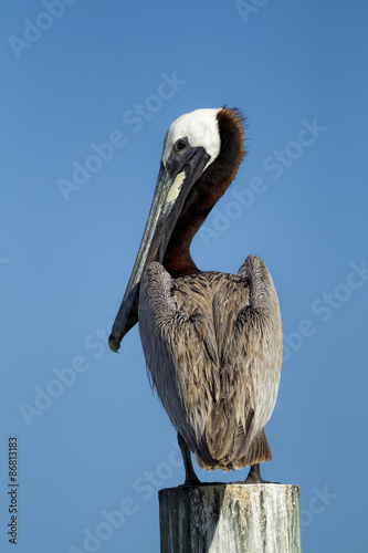 Pretty pelican perched on post.