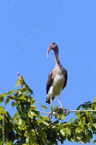 Juvenile ibis perched in tree.