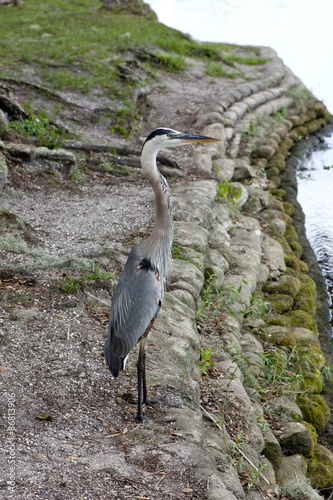 Heron by the water s edge.