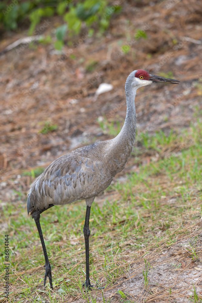 Fototapeta premium Walking sandhill crane.