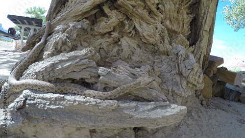 Great Basin Rattlesnake slithering in Utah photo