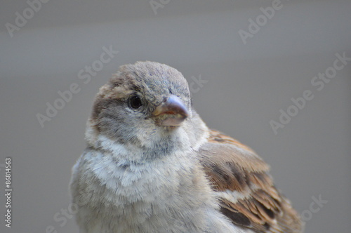 moineau