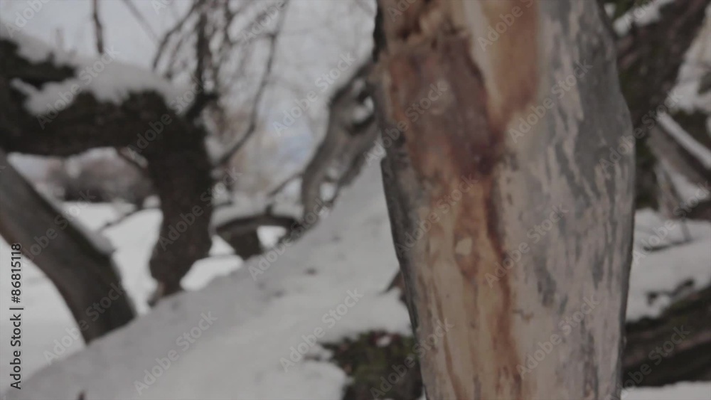 a beautiful tree with snow