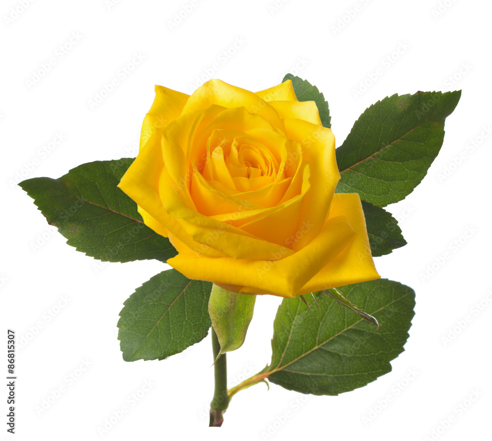 Fototapeta premium single beautiful yellow rose