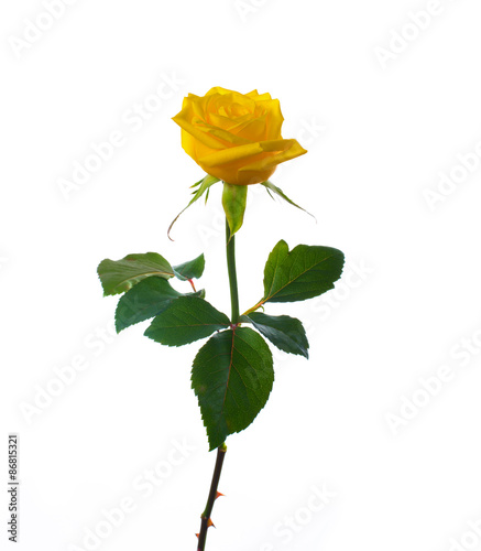 single beautiful  yellow rose