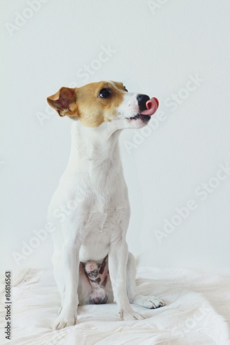 Dog jack russell terrier sticking out the tongue
