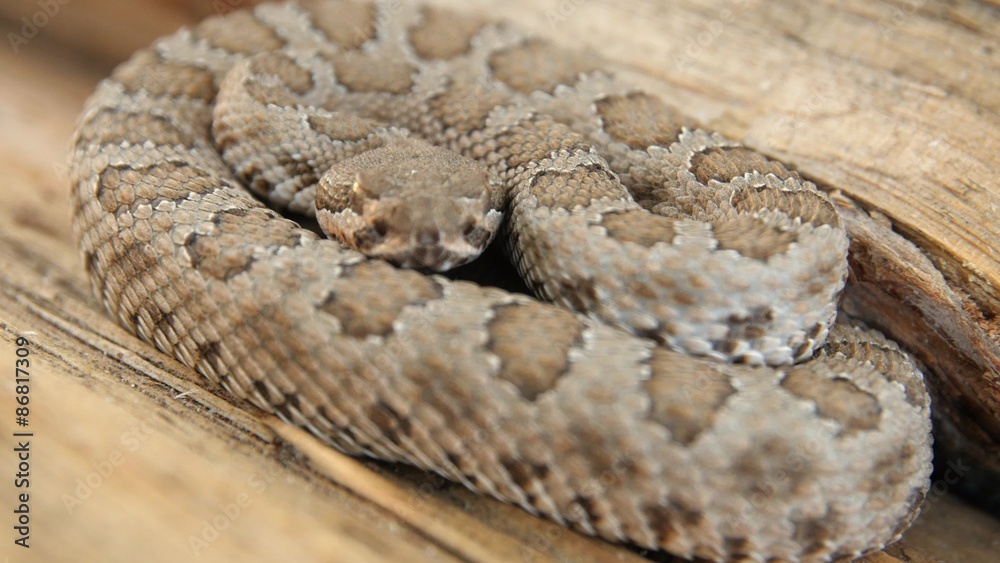 A great basin rattlesnake resting on log A great basin rattlesnake resting on log