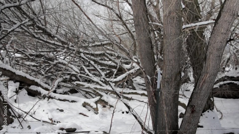trees in forrest after snowfall trees in forrest after snowfall