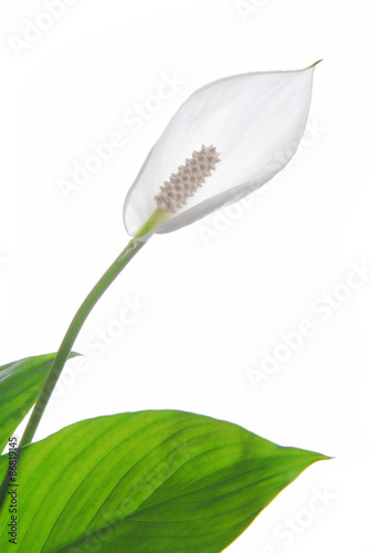 spathiphyllum flower isolated on white