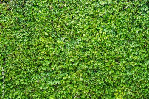 Green leaves wall background