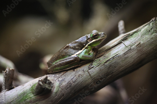 Obraz na płótnie American green tree frog (Hyla cinerea). w salonie
