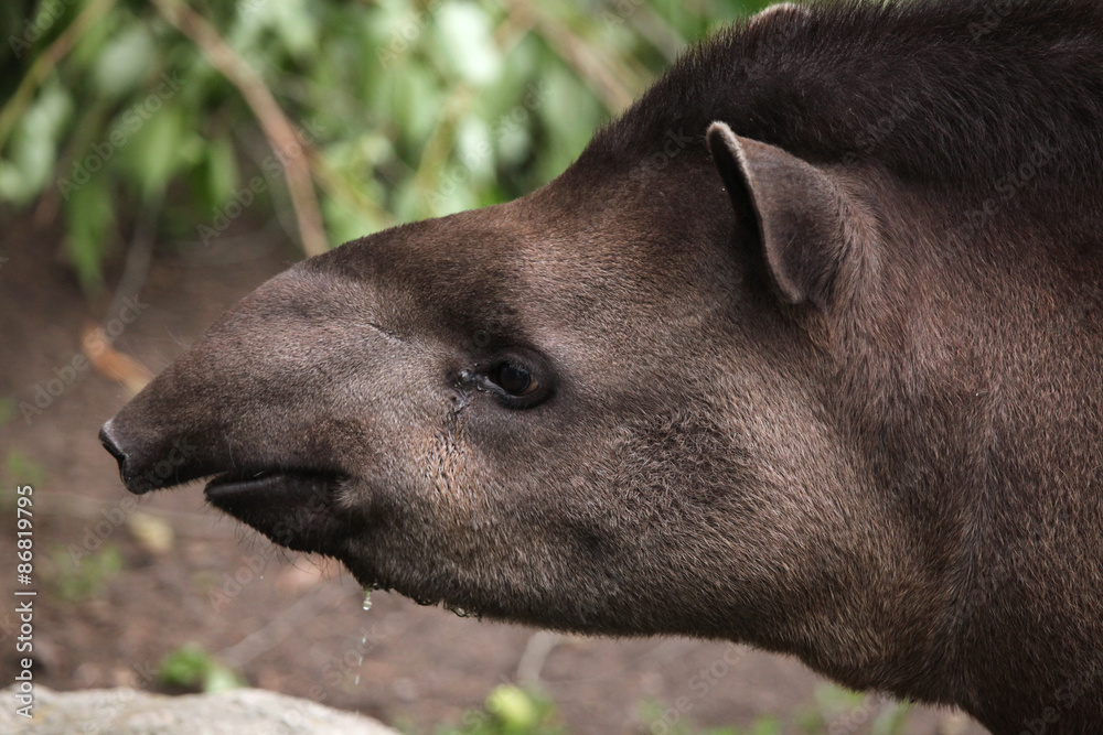South American tapir (Tapirus terrestris). South American tapir (Tapirus terrestris).