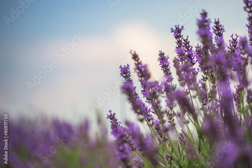 Fototapeta Naklejka Na Ścianę i Meble -  Lavender Field in the summer