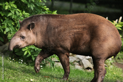 South American tapir (Tapirus terrestris).