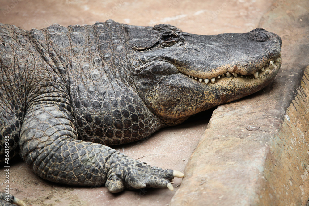 American alligator (Alligator mississippiensis). American alligator (Alligator mississippiensis).