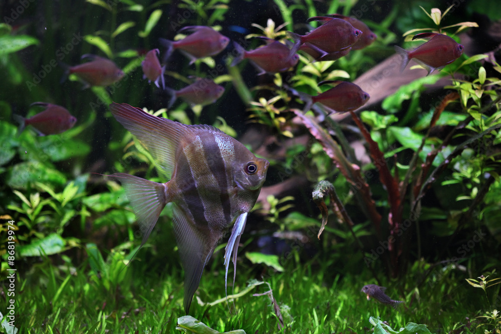 Deep Angelfish (Pterophyllum altum). Deep Angelfish (Pterophyllum altum).