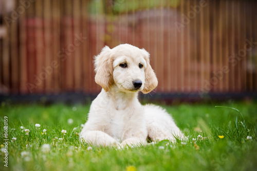 adorable afghan hound puppy lying down outdoors