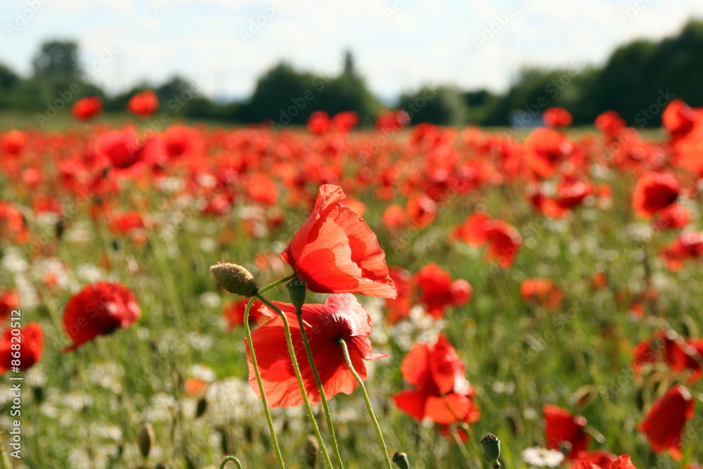 Obraz premium Mohnblumen