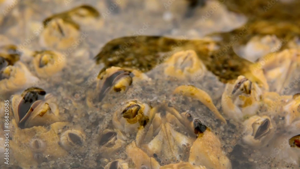 Barnacles feeding Barnacles feeding
