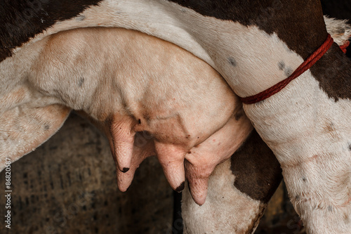 Wallpaper Mural Dairy cow Torontodigital.ca