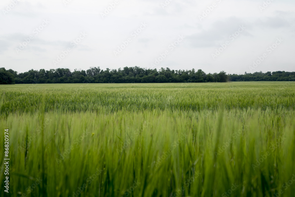 Fototapeta premium Field of green barley. Barley has just launched the ear. 