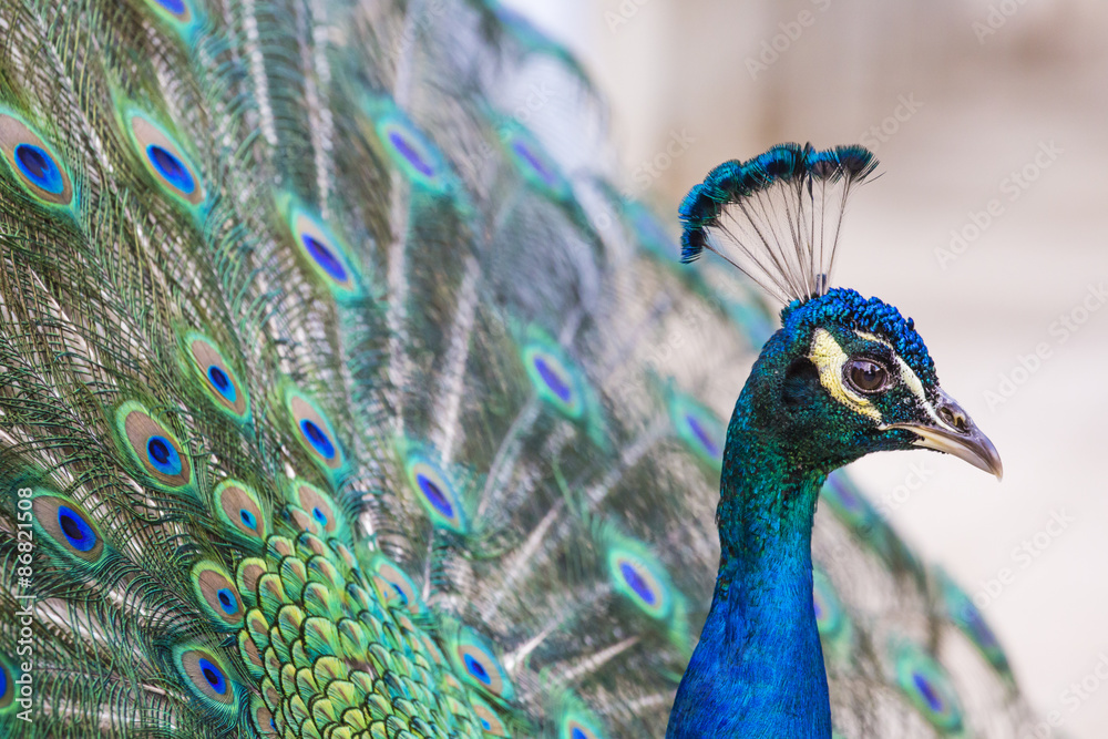 Obraz premium Portrait of beautiful peacock with open tail