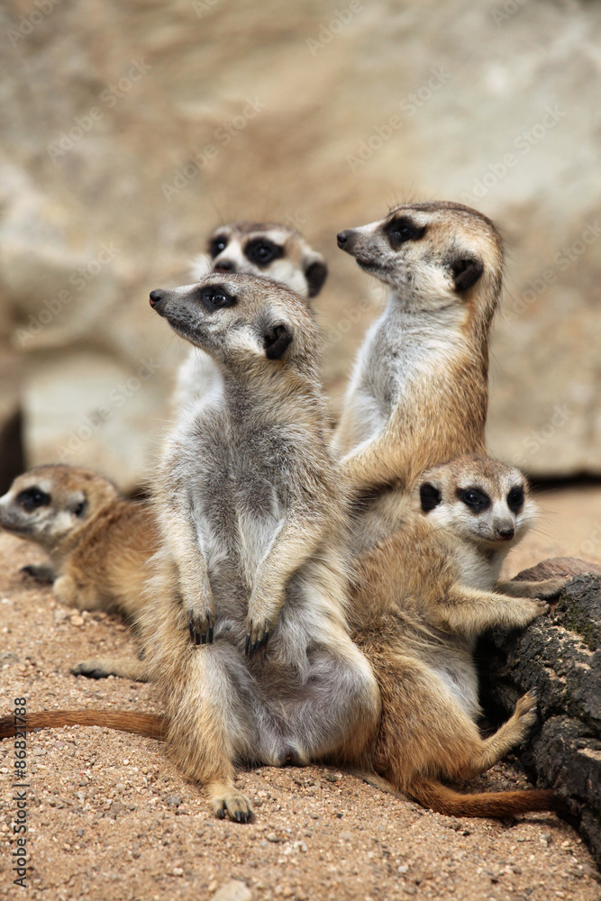 Meerkat (Suricata suricatta), also known as the suricate. Meerkat (Suricata suricatta), also known as the suricate.