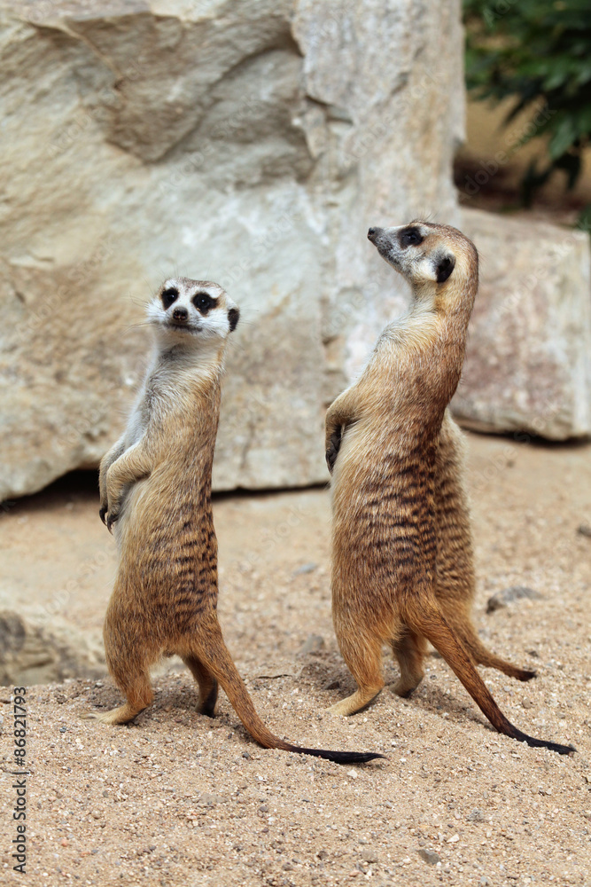 Fototapeta premium Meerkat (Suricata suricatta), also known as the suricate.