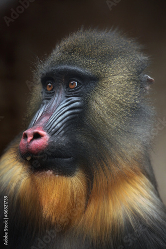 Mandrill (Mandrillus sphinx).