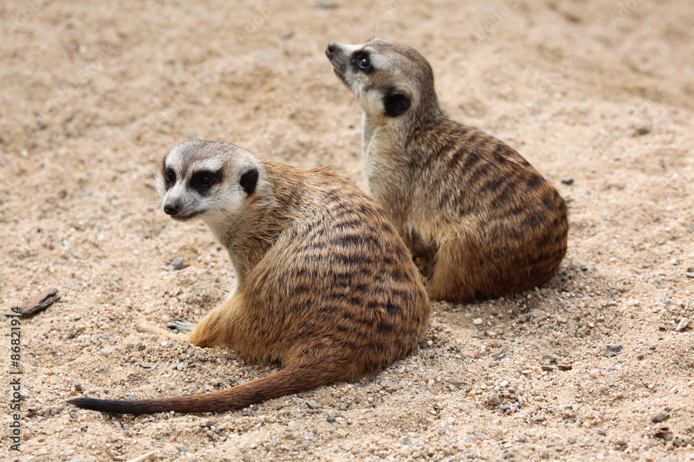 Fototapeta premium Meerkat (Suricata suricatta), also known as the suricate.
