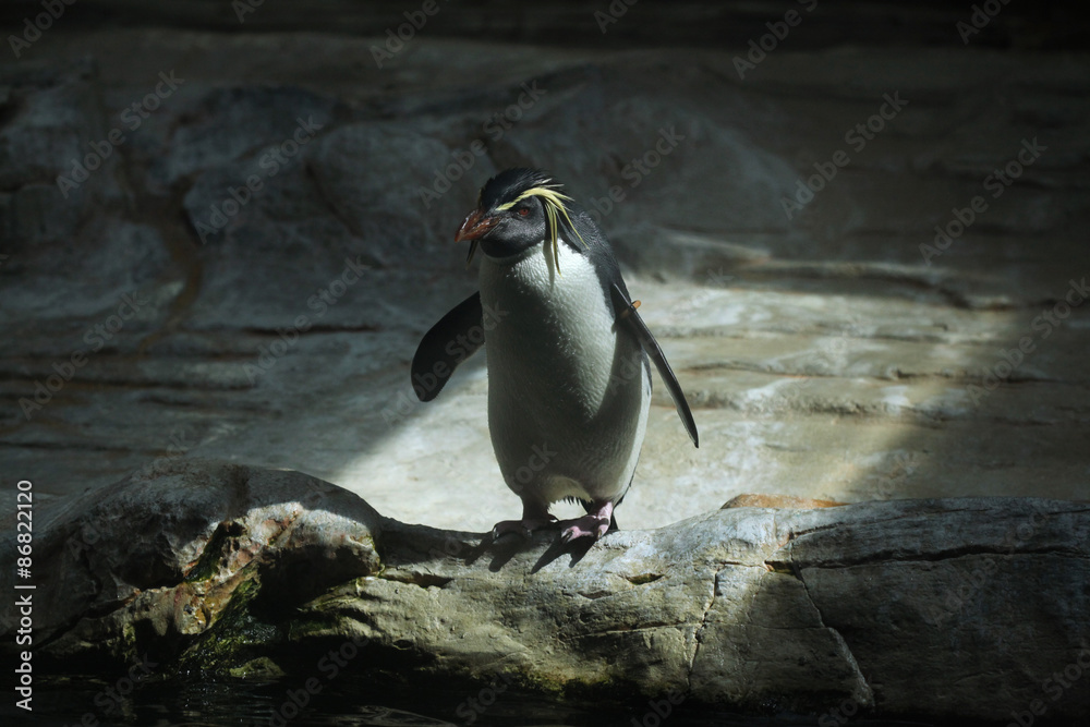 Naklejka premium Northern rockhopper penguin (Eudyptes moseleyi).