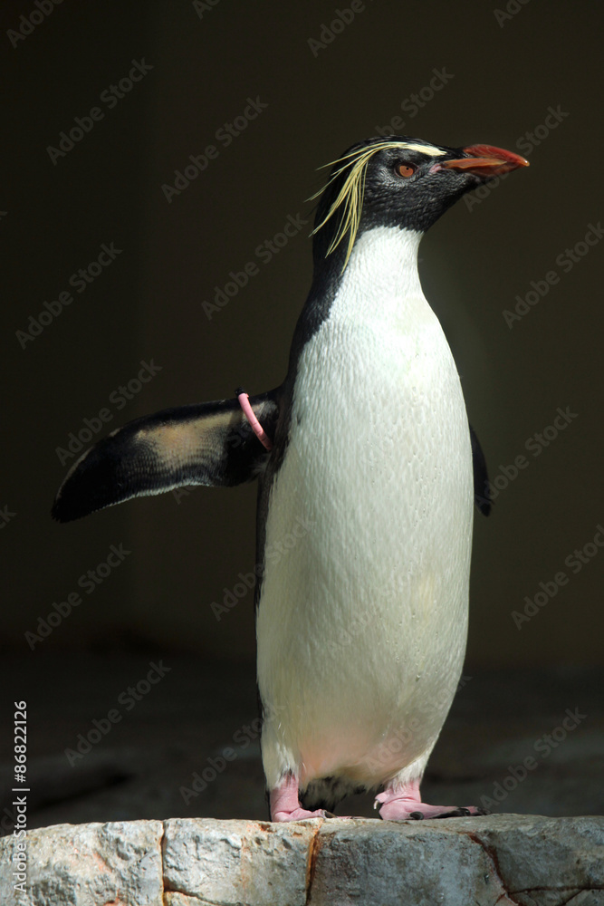 Fototapeta premium Northern rockhopper penguin (Eudyptes moseleyi).