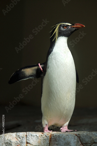 Northern rockhopper penguin  Eudyptes moseleyi .