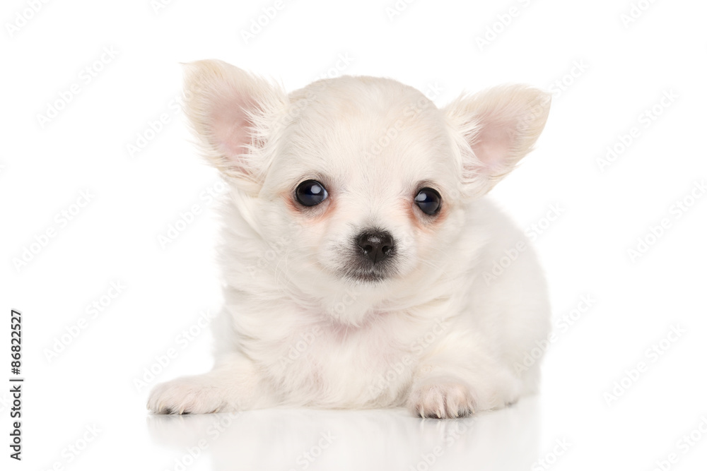 Tiny Chihuahua puppy