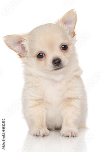 Fototapeta Naklejka Na Ścianę i Meble -  Chihuahua puppy